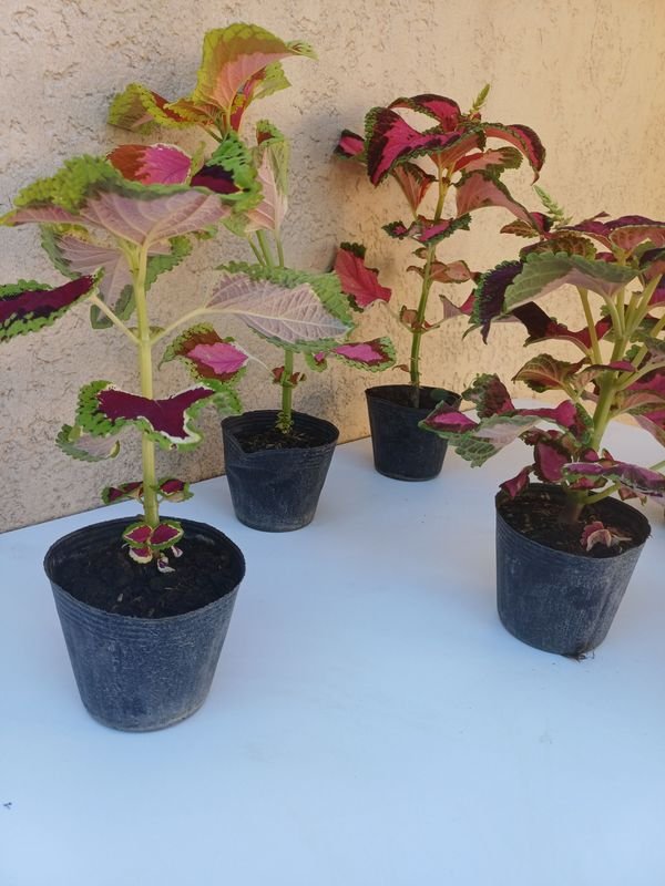 Planta en macetas de diferentes tonos de color - imagen 4