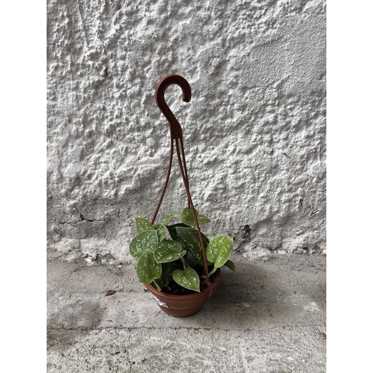 Item 2113588 - Image 0