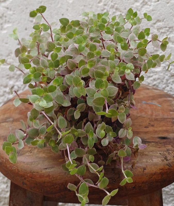 Item 929855 - Image 1