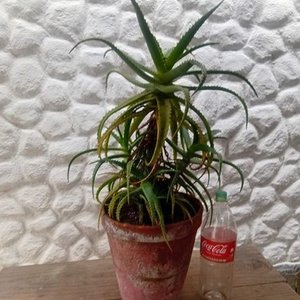 Planta Suculenta Aloe Arborecens Grande en Maceta Decorativa - imagen 7