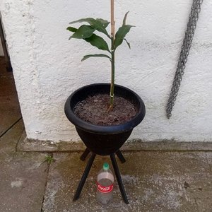 Planta "Ilusión de Novia" con Floración Nocturna en Maceta Negra - imagen 4
