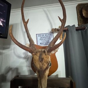 Cabeza de Ciervo Taxidermia Gran Tamaño, Excelente Conservación - imagen 10