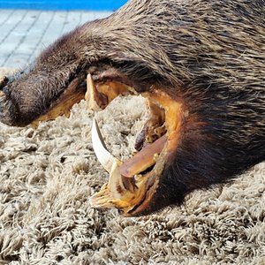 Cabeza de Jabalí Taxidermizada con Colmillos sobre Placa de Madera - imagen 5