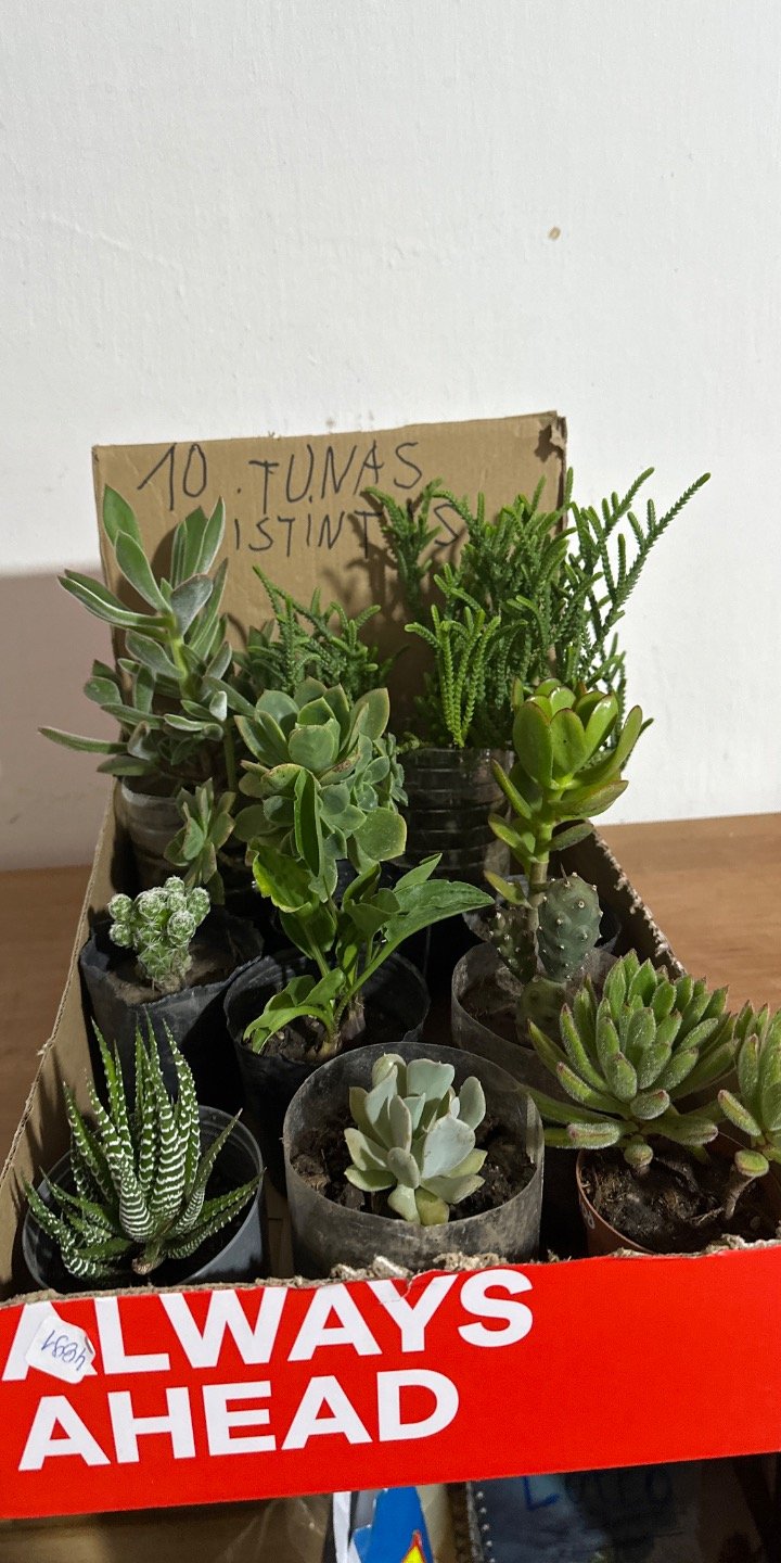 Planta de Succulenta en Caja con Signo Manuscrito