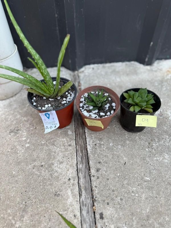 Colección de Aloe Vera en Pots de Arcilla