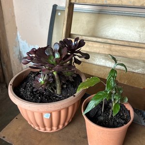Lote anterior: Plantas 