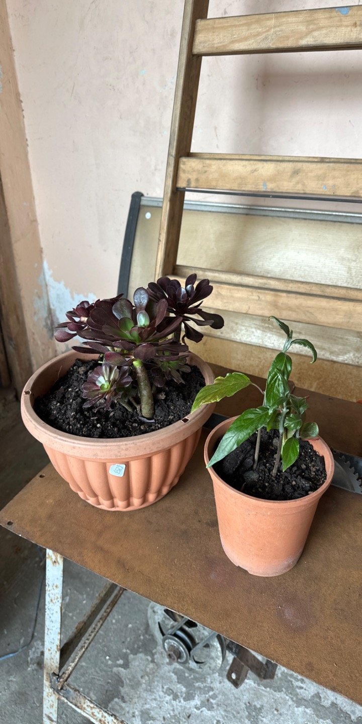 Plantas