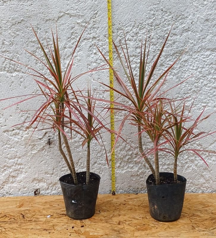 Dracena Tricolor de 60cm. de alto - Planta de Interior - imagen 3
