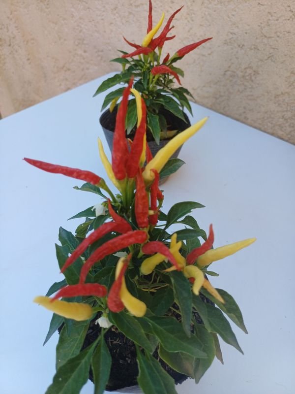 Pimientos de dos colores para jardinería - imagen 2