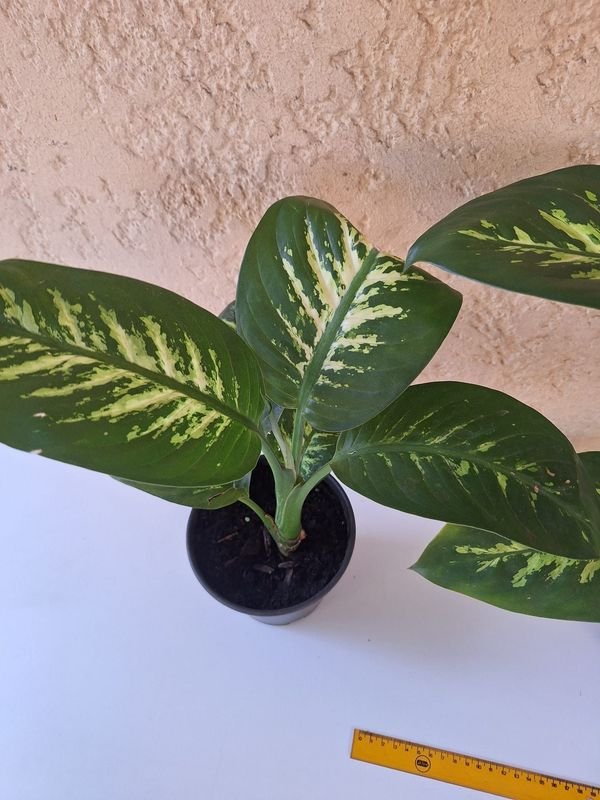 Item 870081 - Image 4