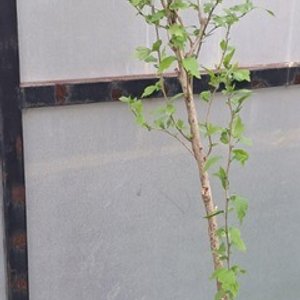 Lote anterior: Hibisco de 1.50 metros, sin maceta