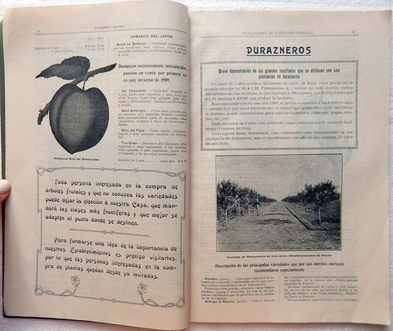 Catálogo de Árboles Frutales y Forestales del Domingo Basso - imagen 4