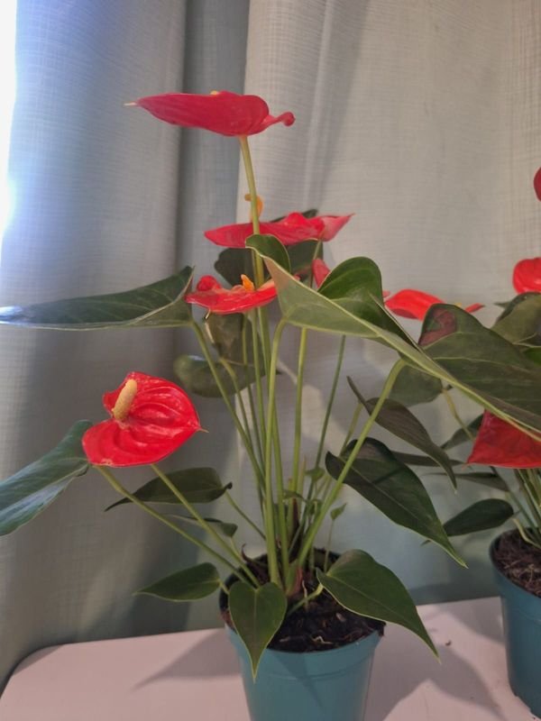 Item 848665 - Image 1