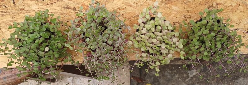 Item 929855 - Image 5