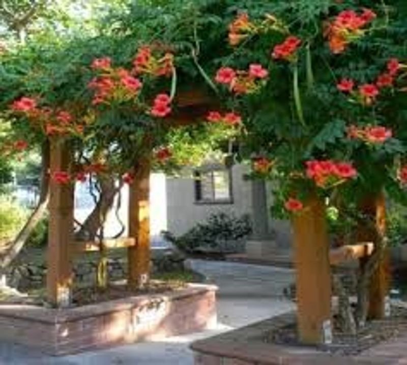 Trompa de Fuego (Campsis Radicans) - Planta exótica en venta - imagen 5
