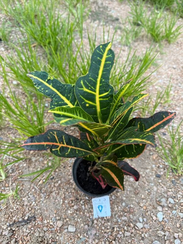 Planta de Croton en Venta