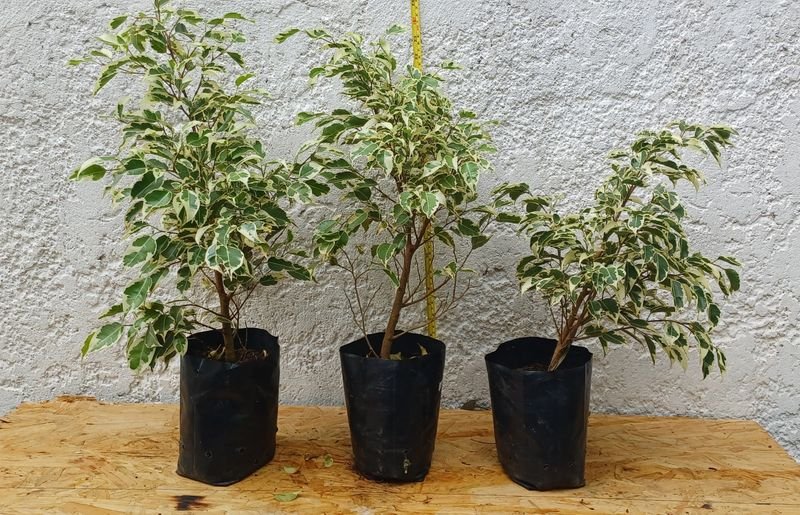Planta de Ficus de 60cm de alto - imagen 2