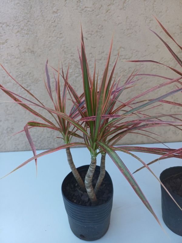 Item 875733 - Image 3