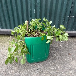 Lote anterior: Planta en Maceta Verde