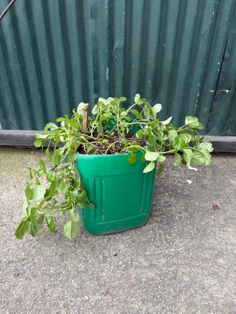Planta en Maceta Verde