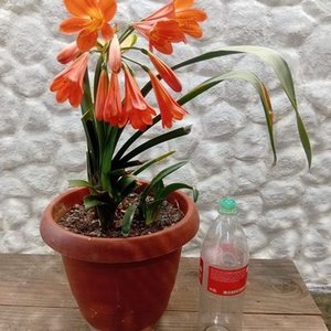 Lote siguiente: Clivia Naranja en Flor con Maceta de 2 Litros