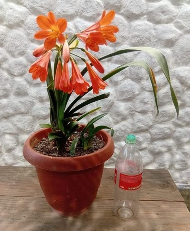 Clivia Naranja en Flor con Maceta de 2 Litros