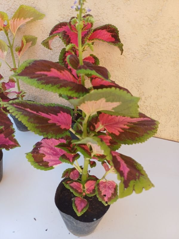 Planta en macetas de diferentes tonos de color - imagen 3