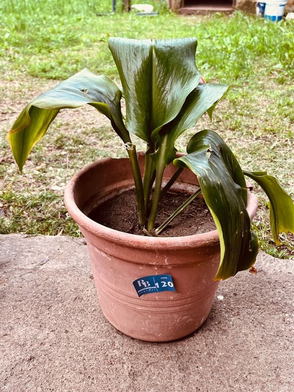 Planta Aspidistra en Maceta