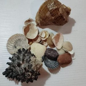Lote de Latas Decoradas, Caracolas y Plancha Antigua - imagen 8