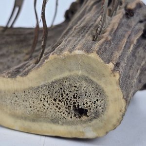 Juego de 10 Tenedores con Mango de Hueso sobre Base de Cuerno - imagen 4