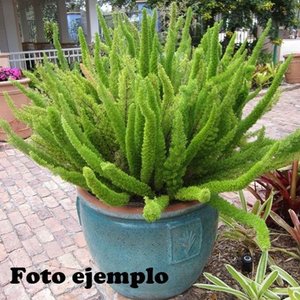 Helecho Espárrago en Maceta Naranja con Envase de 2 Litros - imagen 5