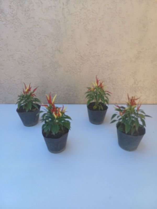 Pimientos de dos colores para jardinería - imagen 6
