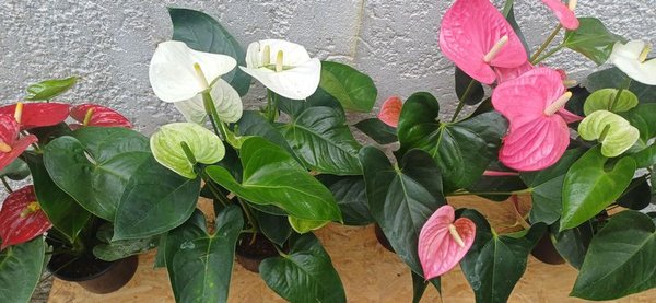 Anturio de Gran tamaño, 60cm. (rojo, rosa y blanco) - imagen 6