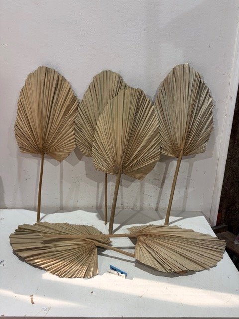 Palmas Secas Decorativas (Set de 5)