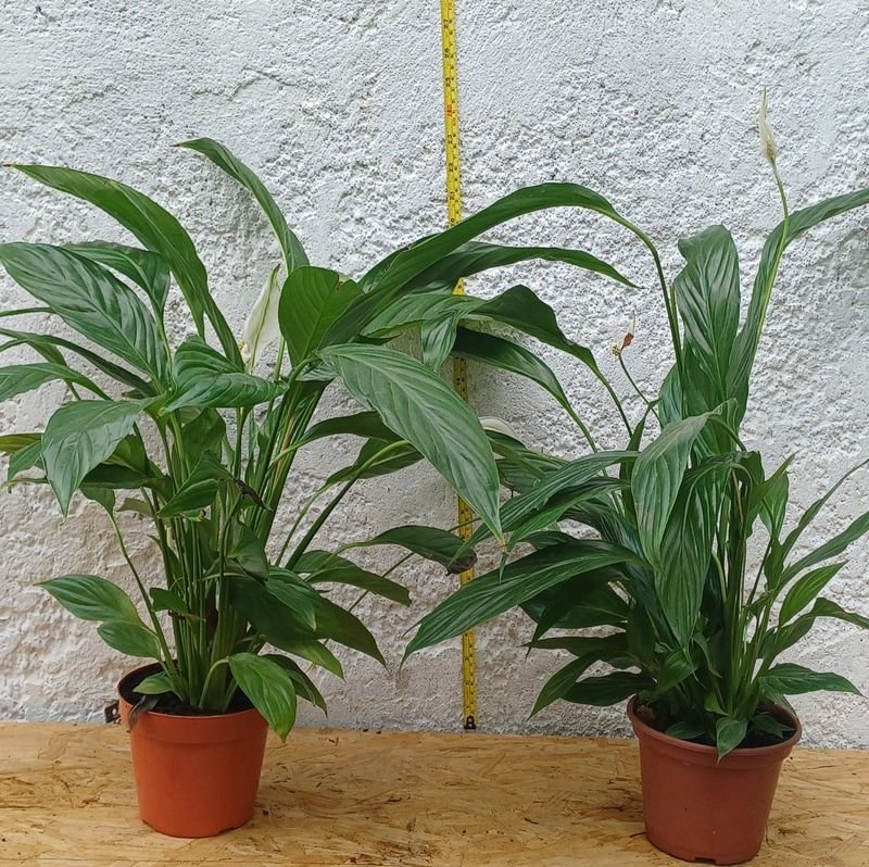 Item 929850 - Image 0