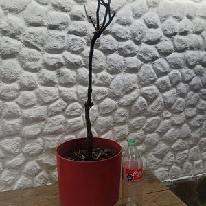 Rosal de Pie con Flor Amarilla y Botones - Maceta 2 Litros - imagen 2
