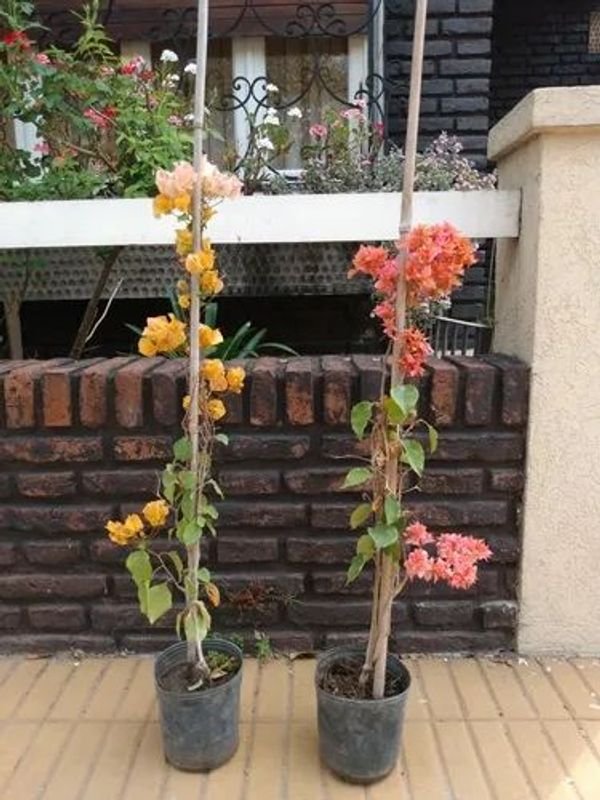 Lote anterior: Planta en maceta con flores de color salmón