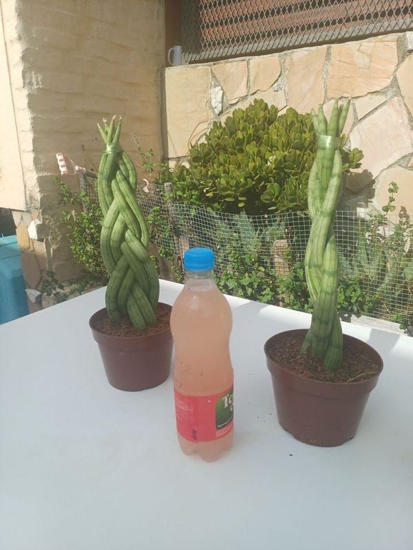 Item 929908 - Image 3