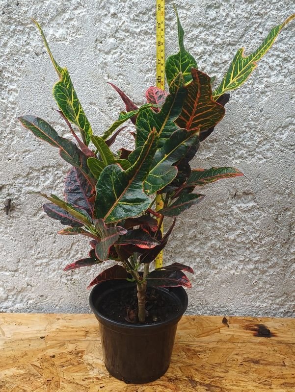 Item 929874 - Image 2