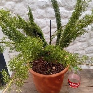 Helecho Espárrago en Maceta Naranja con Envase de 2 Litros - imagen 4