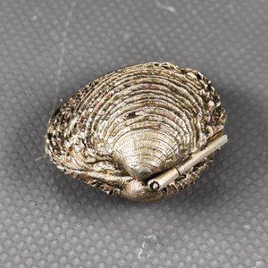 Pastillero de Colección en Plata con Forma de Almeja y Dos Cuños Antiguos - imagen 8