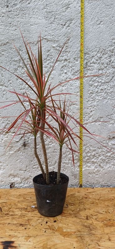 Lote anterior: Dracena Tricolor de 60cm. de alto - Planta de Interior