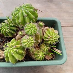 Cactus Erizo de Mar o Lirio de Pascua para Propagar - imagen 6