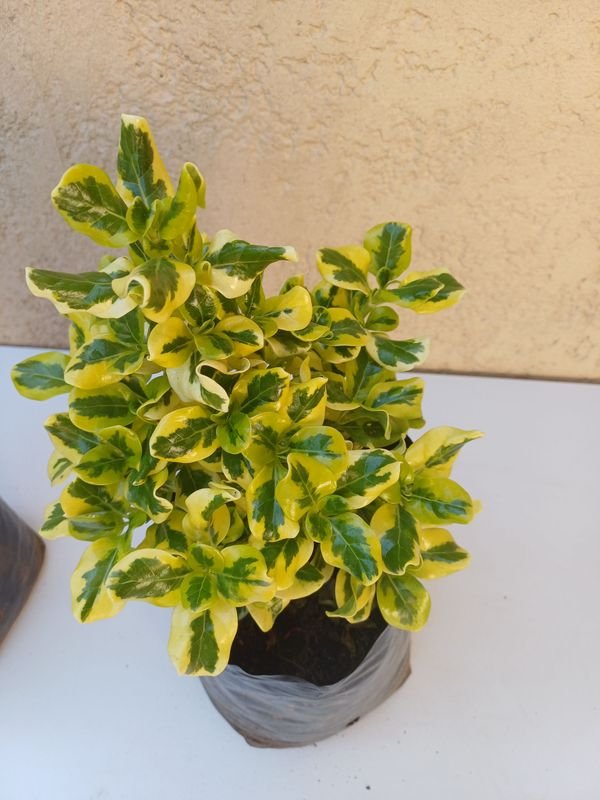 Item 875534 - Image 4