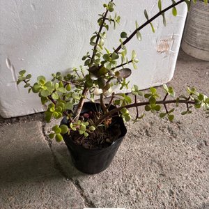 Lote siguiente: Planta Suculenta Decorativa en Maceta Negra