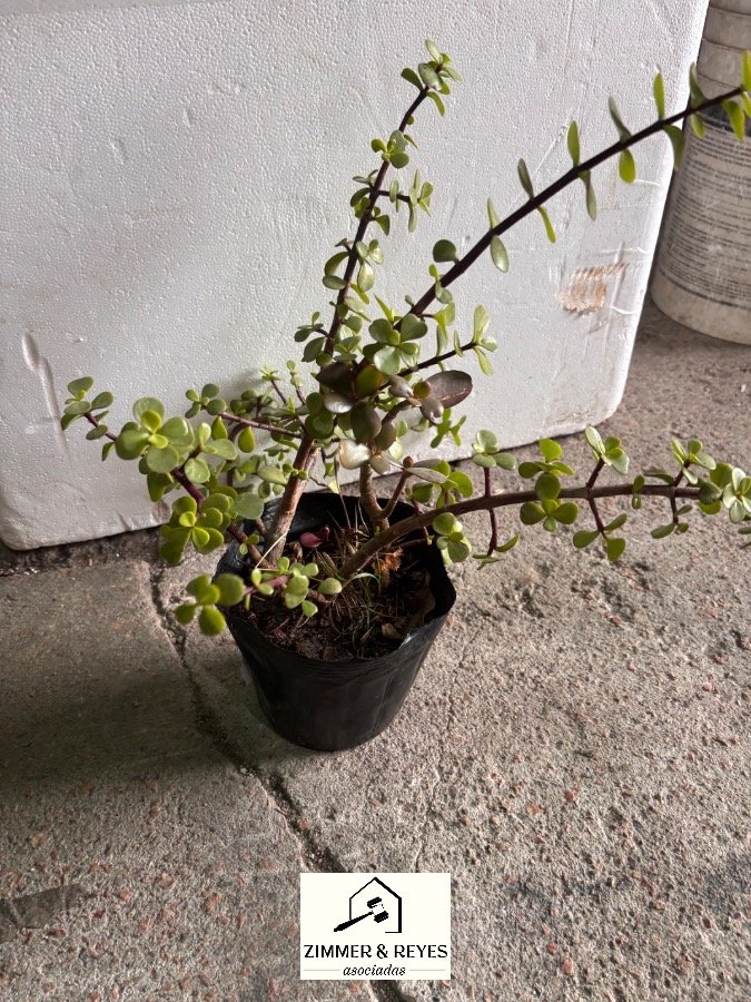 Planta Suculenta Decorativa en Maceta Negra