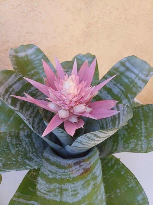 Item 875740 - Image 2