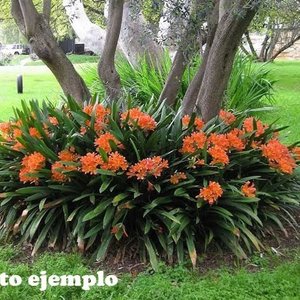 Clivia Naranja en Flor con Maceta de 2 Litros - imagen 5