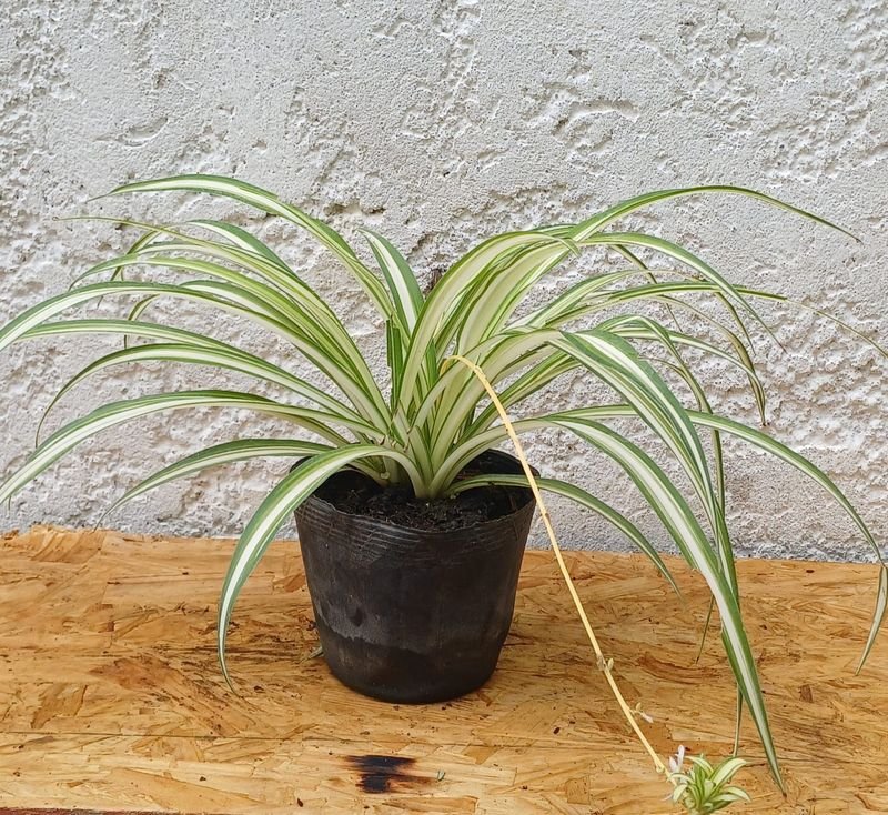 Planta de Espino con Potes Negros - imagen 3