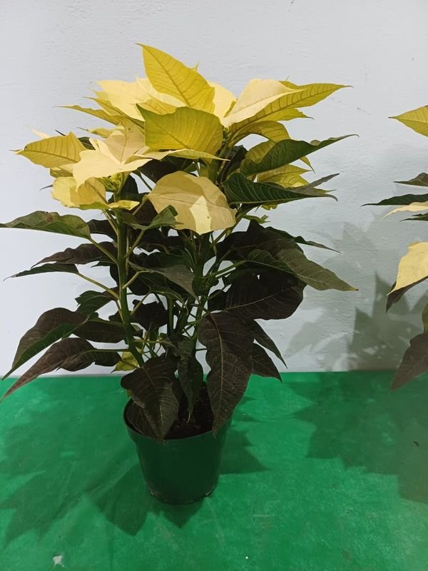 Item 848677 - Image 3